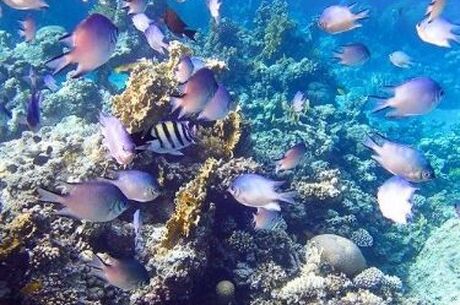 MISIR TURU KURBAN BAYRAMI 2026